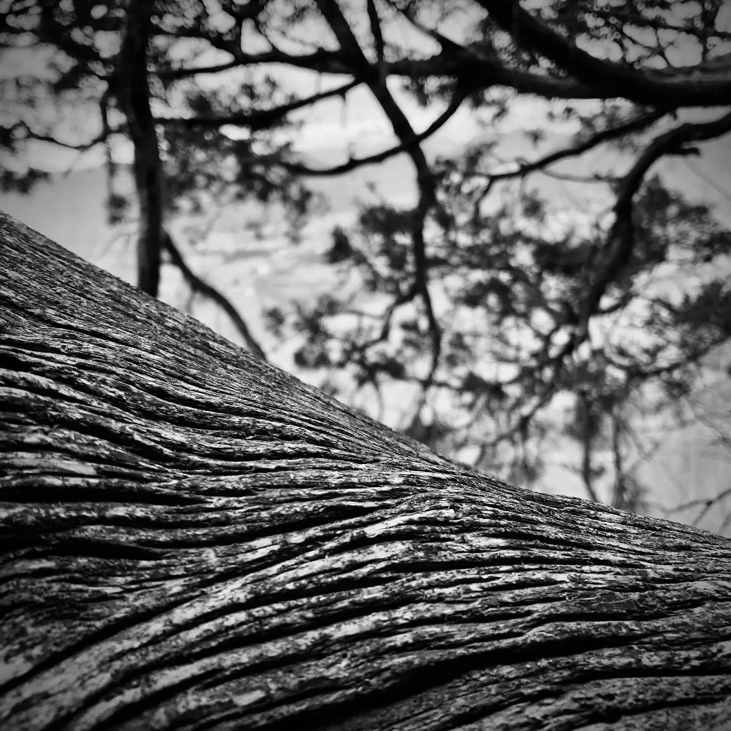 Study in bark